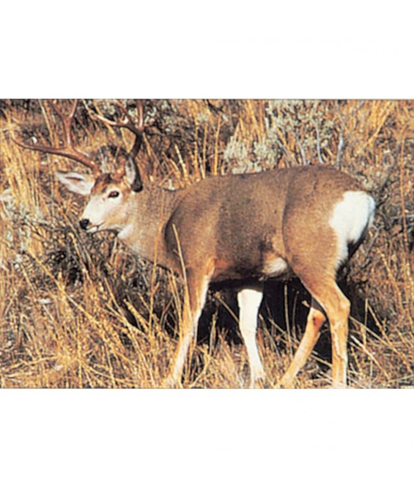 Delta McKenzie - Cible animalière Cerf Mule Deer 28"